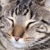 nixonshadow (@nixonshadow) Twitter profile photo