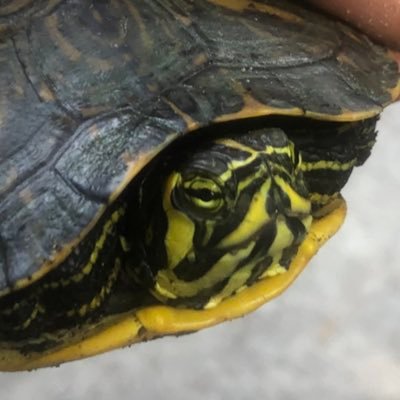 JReeves8039's profile picture. Ethnic American - One Day At A Time - Common Sense Prevails - God Bless USA 🇺🇸 - Christ Is King ✝️