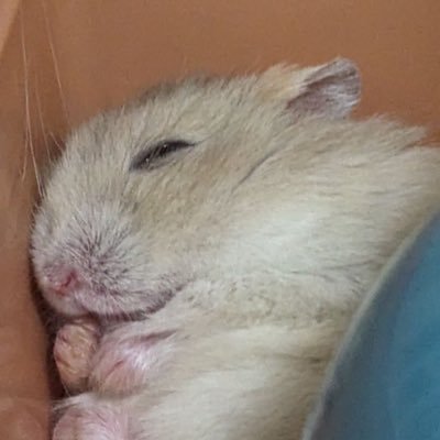 rainyzzy663's profile picture. 電子寵物觀察日記