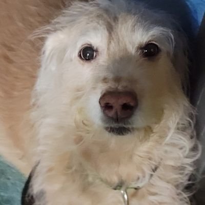 Working on Computer Vision and AI Safety. Twitter browsing account.