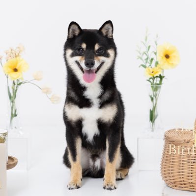 黒豆柴♂もなか (@monabolta) / Posts / X