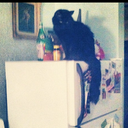 Amanda Elizabeth Lemon - @LemonEliza99645 - Twitter