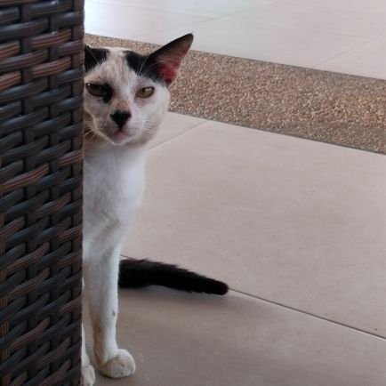 OwMyJOSH's profile picture. I like languages, both human and computer languages.