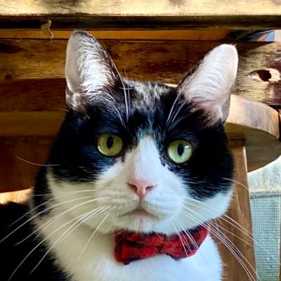 にゃんたまチャンネル@猫と遊べる温泉旅館 Profile