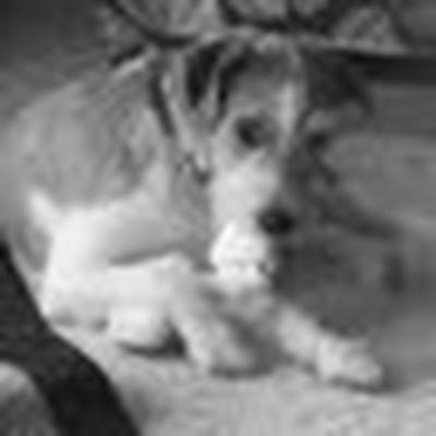 76Peachykeen's profile picture. Christ-follower, mama, farmer, head chaos coordinator of Virginia First Audit