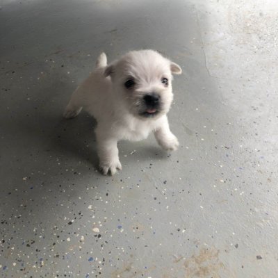 CRUSHER is the most menacing little puppy dog found only on Solana!
https://t.co/kccsgdz4S4