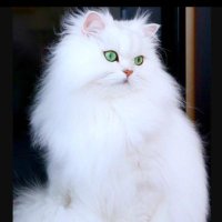 Fluffy White Cat (@whit18641cat) 's Twitter Profile