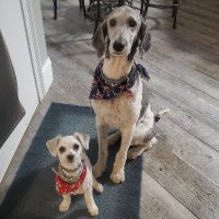 PCPatriot (@pcpatriot4ever) 's Twitter Profile