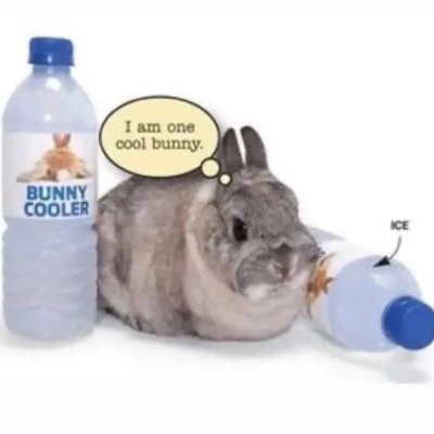 - 17 -
A very cool buuny