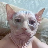 lenny (@fibsherman) 's Twitter Profile