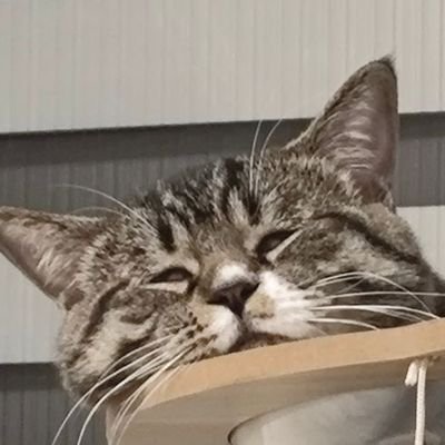 DToriさんのプロフィール画像