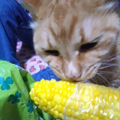 d7Zxg0toVT95923's profile picture. いろんな人の動物 写真に癒されてる🐱🐶🕊️✨✨✨🩷まろん15歳🎀🐶いちご20歳🎀🐱みーちゃん🎀ぽんちゃん🎀もんちゃん👑(いっちゃんの子達🐱18歳)みるたん14歳🎀🐱皆 元気に長生きしますように☆。.:🩵ポケGO(青💙TL50 手投げ✋✨)🩵
🩷オウマガトキFILM🩷