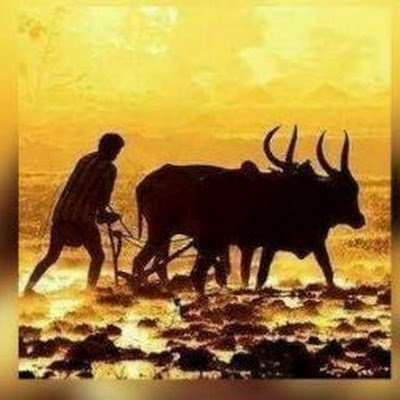 ThahirVick17014's profile picture. 