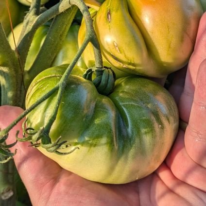 mekalisto's profile picture. 