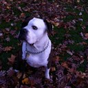 Sharon Hirsch - @cdndream_ - Twitter