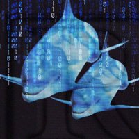 RetardedAPR (🐬,🐬) (@retardedapr) 's Twitter Profile