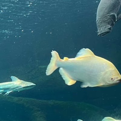 jecisaku's profile picture. Hi