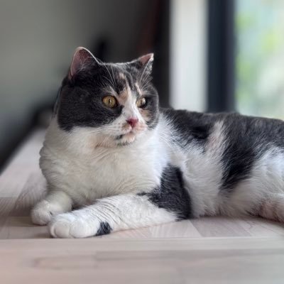 315abi's profile picture. ミヌエット♀／2021.10.03生まれ／4歳になりました／ダイリュートキャリコ／マイペース／おもちゃを咥えると唸ります／ダンボールは寝てよし、かじってよし／花よりダンボール／寂しんぼうになりました