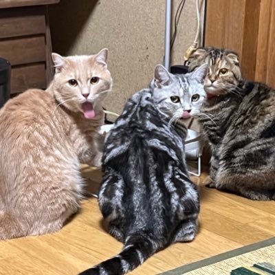 KabukiRiri60719's profile picture. 独身男性の方フォローよろしくお願いします❤❤❤