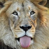 Billy (@_billy_maga) 's Twitter Profile