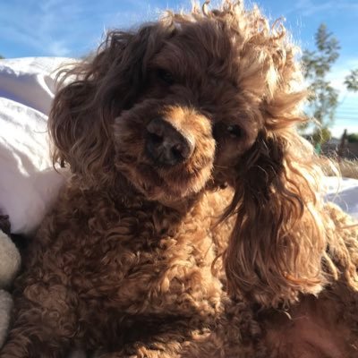 DianneRusa's profile picture. Freedom loving American Woman. Christian NRA member Americans For America First. Constitution Matters. Married. God is Our Answer   Be kind, the golden rule