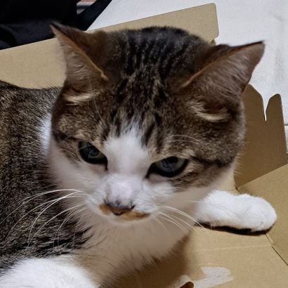 besty1540692's profile picture. 今まで見るだけのXでした。bestyさんと繋がりたくて始めます。50代初心者🔰母ベスチーです。フォロー、返信のんびりですが、あたたかく見守ってください。