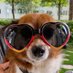 Chicco (Hundskerli) & die Kaddser 🐶😽😺😸😻 (@chiccomuc67) Twitter profile photo Chicco (Hundskerli) & die Kaddser 🐶😽😺😸😻 (@chiccomuc67) Twitter profile photo