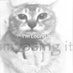 Mittens (@honeyisnasty) Twitter profile photo
