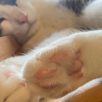 Fatapia.(ふぁーたぴあ.) (@fatapia_) 's Twitter Profile Photo Fatapia.(ふぁーたぴあ.) (@fatapia_) 's Twitter Profile Photo