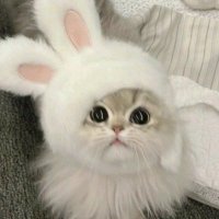 𝑵♡ (@__daigomaru) 's Twitter Profile