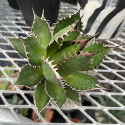 Agave Addictionと申します。 Agave Codex Succulent plant Foliage plant 実生、輸入、育成、販売をしています。 DMから気軽にお問い合わせ下さい。 値段交渉も対応致しますので、宜しくお願い致します。