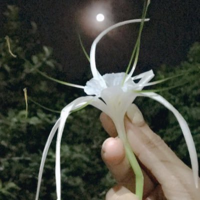 Priyank34221673's profile picture. 