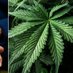 hempcare (@hempcareuk) Twitter profile photo hempcare (@hempcareuk) Twitter profile photo