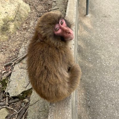 Amp34Pk's profile picture. ROM用 ゲーム好き