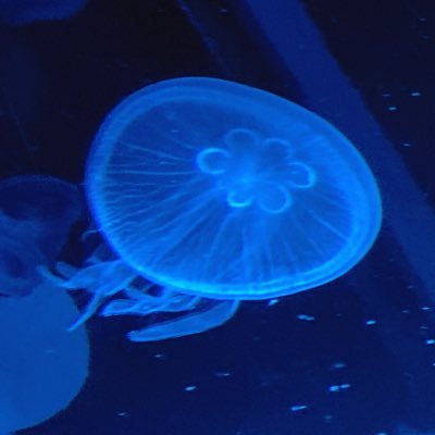 こころさんのプロフィール画像