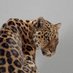🐆 (@itshnn0) Twitter profile photo 🐆 (@itshnn0) Twitter profile photo