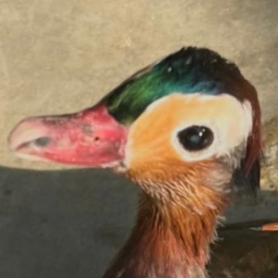 ptokusukek's profile picture. ポケカエンジョイ勢/型にハマらない構築が好き（尚且つ勝ちたい欲張りさん）/大型大会参加したい/コダイノノウキン/ノウキンビルド/ ゴジラ好き/バニタン/Tire6.2/トクライゴウ