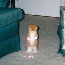 Carol Lander - @Lander0603 - Twitter