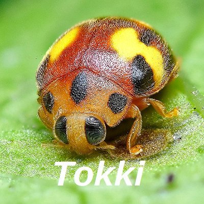 東京都在住。生き物の写真を撮っています。特にトンボ、テントウムシ、バッタ、ナナフシ、スズメバチなどの昆虫やクモ、野鳥が好き。主なフィールドは東京・神奈川・山梨、時に埼玉・長野・静岡。「新版 東京都の蝶」「テントウムシハンドブック」「ドラえもん ふしぎのサイエンス 昆虫のサイエンス」などに写真提供