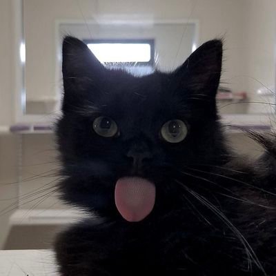 meowaour's profile picture. 