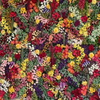 Rose Tomas (@rosestomas1213) 's Twitter Profile