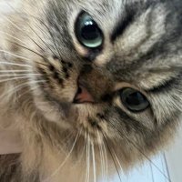 Boxuan Lyu (@boxuan_lyu425) 's Twitter Profile Photo