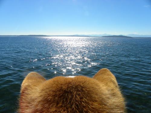 I'm a twelve-year-old Shiba born in Japan but raised in Oregon. I live with a crazy Bengal cat named Lilo. I answer to Awesome. Everything is mine.