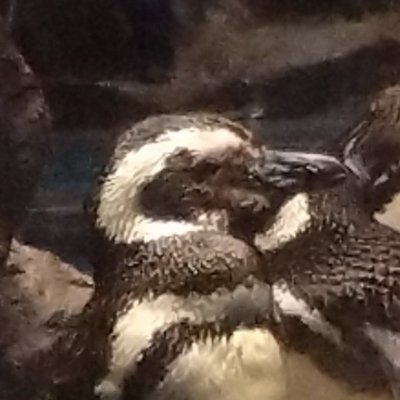 (∀σ)Σ「お尻の小さなペンギン🍮」さんのプロフィール画像