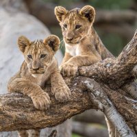 Sirili simba (@simbasiril) 's Twitter Profile