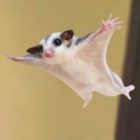 GLIDER (@solanaglider) 's Twitter Profile