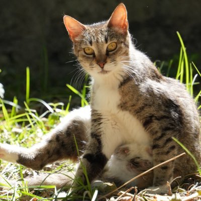 shirokumacup's profile picture. 