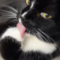 Reagan and Wonky (@reaganandwonky) 's Twitter Profile Photo Reagan and Wonky (@reaganandwonky) 's Twitter Profile Photo