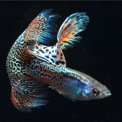 Bij Guppyclub Nederland verbinden we guppyliefhebbers en aquariumfanaten. Ontdek inspiratie, deel kennis en sluit je aan bij de leukste guppy-community!
