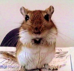 CountryGerbil Profile Picture